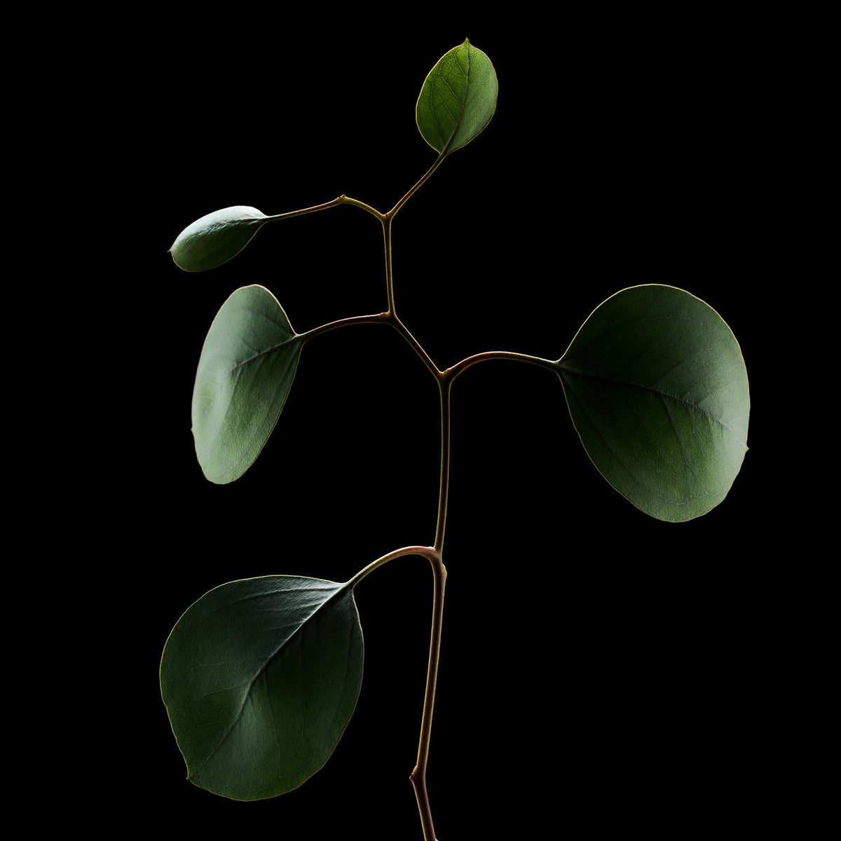 Eucalyptus